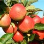 Appelboom 'Elstar' laagstam (zelfbestuivend)